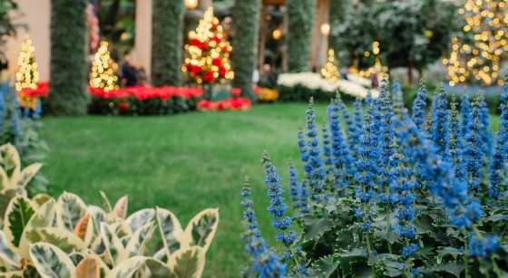 A scenic view of the Orangery during the 2025 Christmas season. The bright blue coleus spikes are featured in the foreground, leading the eye across a manicured green lawn toward glowing Christmas trees and ivy-wrapped stone pillars.